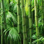 bambusfasern